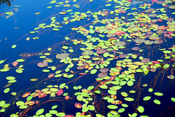 lily pads