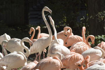 flamingo