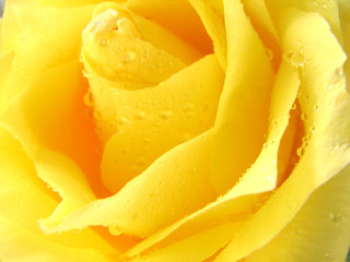 yellow rose