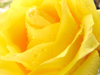 yellow rose