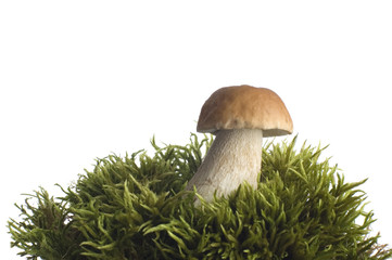 mushroom