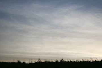 Obraz premium silhouette grass on sky