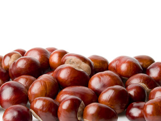chestnut