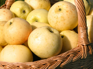 basket full of apples 2