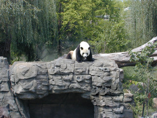 Panda auf Felsen