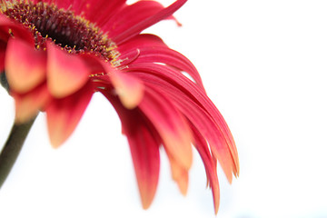 gerbera