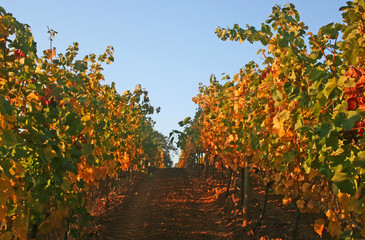 Fototapeta na wymiar winnicy jesienią