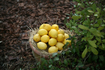 lemon
