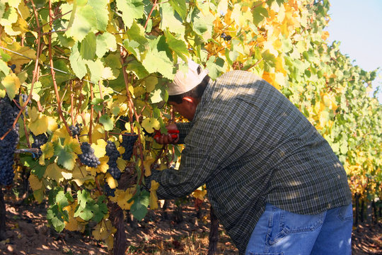 man harvesting grapes