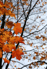orange autumn maple leaves