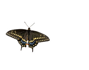 Obraz premium eastern tiger swallowtail
