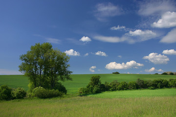Fototapeta na wymiar summer countryside