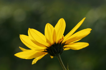 yellow flower