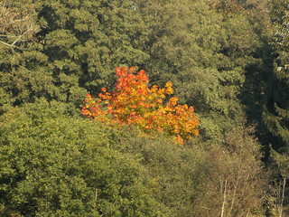 herbst im wald