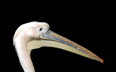 the pelican, portrait
