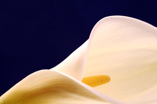 Fototapeta calla lily with blue background