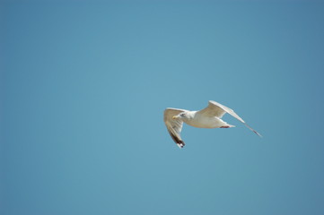 oiseau en vol
