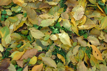 yellow leafs