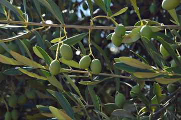 les olives