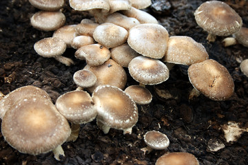 shiitake