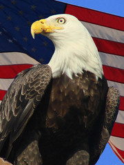 america's eagle © Pix By Marti 