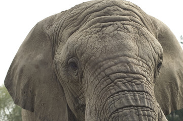 Fototapeta premium elephant
