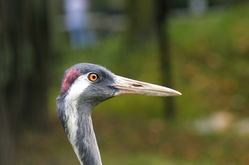 Naklejka premium crane in zoo