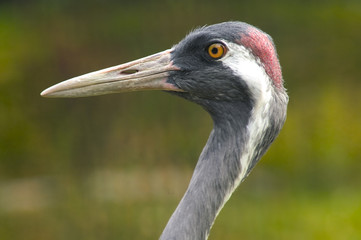 crane