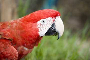 roter papagei