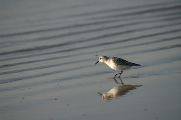 strandläufer