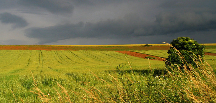 yellow field and stormy sky