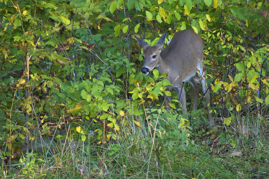 button buck
