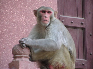 monkey at the taj