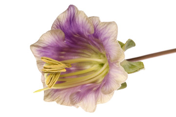 Fototapeta na wymiar kobea. violet flower