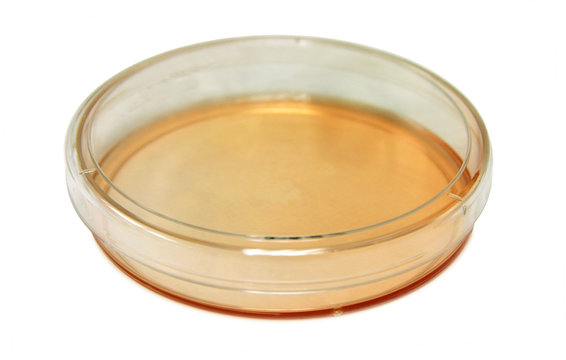 petri dish isolated
