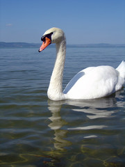 balatonschwan2
