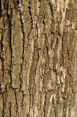 wood texture background