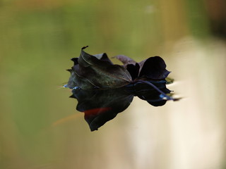 herbst