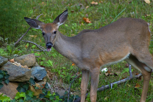 button buck