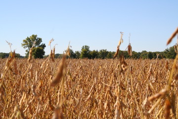 harvest