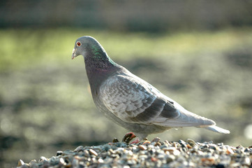 carrier pigeon