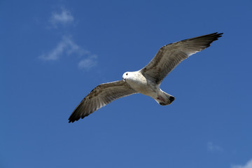 Fototapeta na wymiar seagull in the sky 3