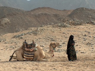a lying camel and veiled bedouin woman on a desert