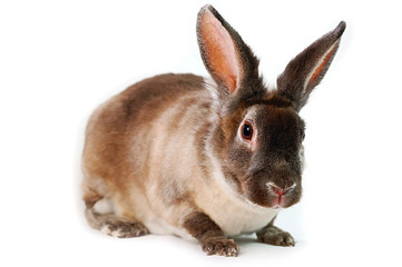 baby rabbit
