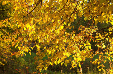 autumn gold leaves