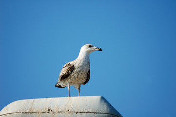 mouette