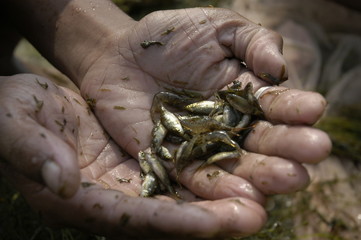 handful, palms, hands, dirty, small, fish, fisherm