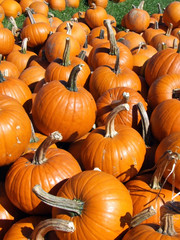 close up pumpkin patch