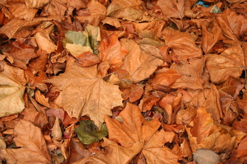 autumn leaves background