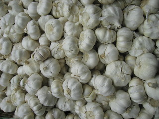 garlic